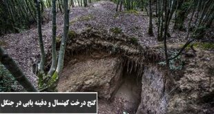 گنج یابی در جنگل | گنج یابی با درختان
